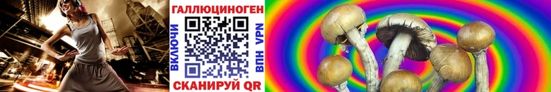 Купить где  Вольск  Галлюциногенные грибы Psilocybe 